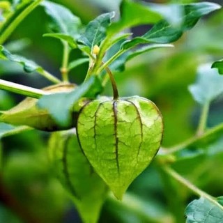 Cây Tầm Bóp Khô Lá Ngọc Thanh Nhiệt Cơ Thể, Hỗ Trợ Sức Khỏe Gói 500g