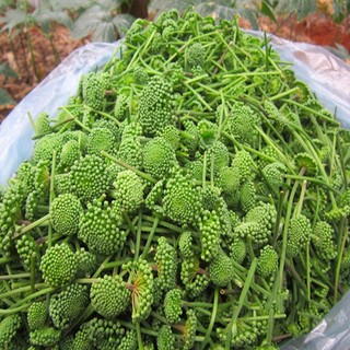 Nụ Hoa Tam Thất Khô Hỗ Trợ Giấc Ngủ, Thanh Nhiệt, Tăng Cường Sức Khỏe Lá Ngọc 100g