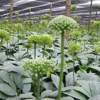 Nụ Hoa Tam Thất Khô Hỗ Trợ Giấc Ngủ, Thanh Nhiệt, Tăng Cường Sức Khỏe Lá Ngọc 100g