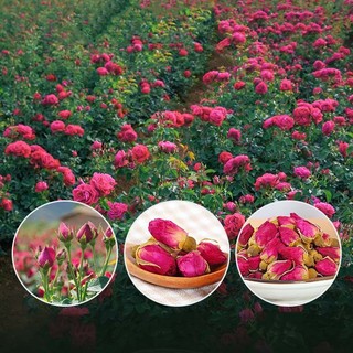 Nụ Hoa Hồng Sấy Khô Hỗ Trợ Thư Giãn, Thanh Lọc Cơ Thể, Làm Đẹp Da Thương Hiệu Lá Ngọc Gói 100g