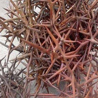 Gai Bồ Kết Khô Lá Ngọc Hỗ Trợ Viêm Xoang, Giảm Đau Nhức Xương Khớp Gói 500g