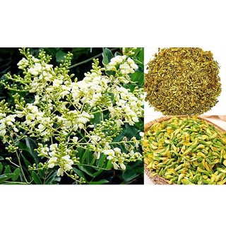 Nụ Hoa Hòe Khô Hỗ Trợ Sức Khỏe Tim Mạch, Thanh Nhiệt Cơ Thể