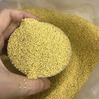 Hạt Kê Nếp Vàng Lựa Chọn Dinh Dưỡng Cho Sức Khỏe