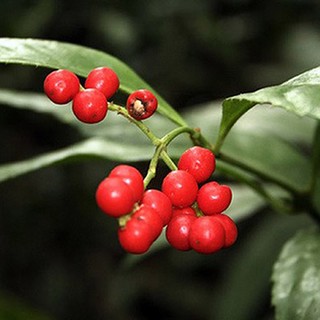 Cây Sói Rừng Khô Hỗ Trợ Xương Khớp, Thanh Nhiệt, Tăng Cường Sức Khỏe Lá Ngọc Gói 1kg