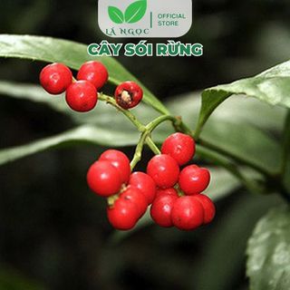 Cây Sói Rừng Khô Hỗ Trợ Xương Khớp, Thanh Nhiệt, Tăng Cường Sức Khỏe Lá Ngọc Gói 1kg