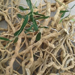 Xáo Tam Phân Khô Lá Ngọc Hỗ Trợ Chăm Sóc Sức Khỏe, Tốt Cho Gan Gói 1kg