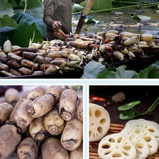 Củ Sen Khô Tự Nhiên Lá Ngọc Hỗ Trợ Sức Khỏe, Thanh Lọc Cơ Thể Gói 500g