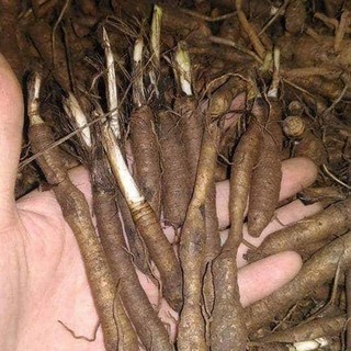 Sâm Cau Đen Khô Lá Ngọc Thảo Dược Hỗ Trợ Sinh Lực, Cải Thiện Sức Khỏe Gói 1kg