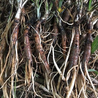 Sâm Cau Đen Khô Lá Ngọc Thảo Dược Hỗ Trợ Sinh Lực, Cải Thiện Sức Khỏe Gói 1kg