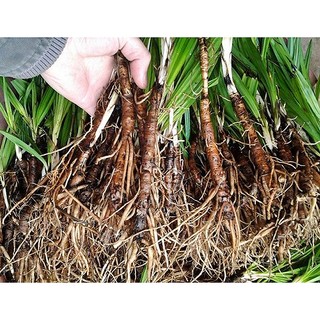 Sâm Cau Đen Khô Lá Ngọc Thảo Dược Hỗ Trợ Sinh Lực, Cải Thiện Sức Khỏe Gói 1kg