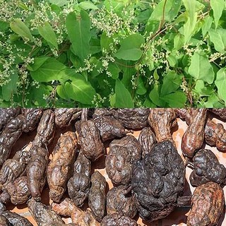 Hà Thủ Ô Lá Ngọc Hỗ Trợ Bổ Thận, Dưỡng Tóc, Cải Thiện Sức Khỏe Gói 500g