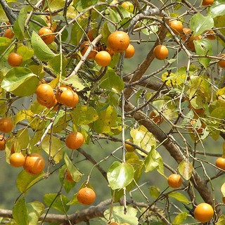 Hạt Mã Tiền Hỗ Trợ Xương Khớp, Cải Thiện Sức Khỏe