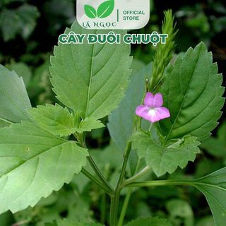 Cây Đuôi Chuột Sấy Khô Lá Ngọc Thảo Dược Tự Nhiên Hỗ Trợ Sức Khỏe Gói 500g