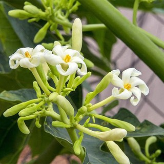 Hoa Đu Đủ Đực Khô Lá Ngọc Hỗ Trợ Hô Hấp, Tiêu Hóa, Sức Khỏe Tổng Thể Gói 500g