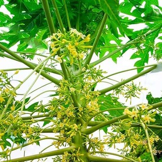 Hoa Đu Đủ Đực Khô Lá Ngọc Hỗ Trợ Hô Hấp, Tiêu Hóa, Sức Khỏe Tổng Thể Gói 500g