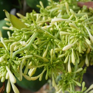 Hoa Đu Đủ Đực Khô Lá Ngọc Hỗ Trợ Hô Hấp, Tiêu Hóa, Sức Khỏe Tổng Thể Gói 500g