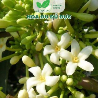 Hoa Đu Đủ Đực Khô Lá Ngọc Hỗ Trợ Hô Hấp, Tiêu Hóa, Sức Khỏe Tổng Thể Gói 500g