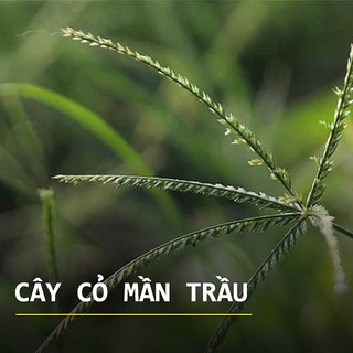 Cỏ Mần Trầu Khô Lá Ngọc Hỗ Trợ Thanh Nhiệt, Mát Gan, Cải Thiện Tóc Gãy Rụng Gói 1kg