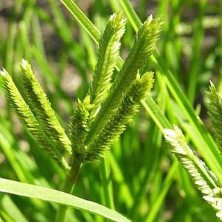 Cỏ Mần Trầu Khô Lá Ngọc Hỗ Trợ Thanh Nhiệt, Mát Gan, Cải Thiện Tóc Gãy Rụng Gói 1kg