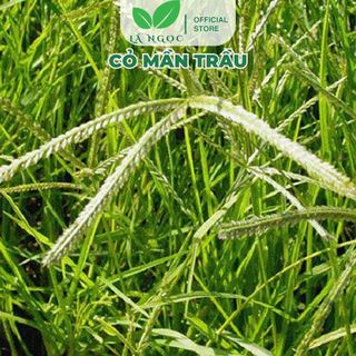 Cỏ Mần Trầu Khô Lá Ngọc Hỗ Trợ Thanh Nhiệt, Mát Gan, Cải Thiện Tóc Gãy Rụng Gói 1kg