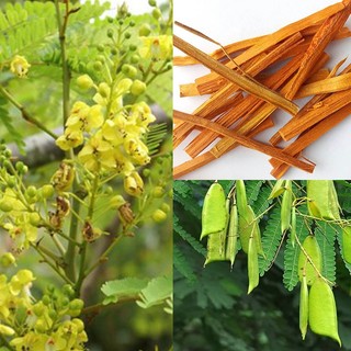 Tô Mộc Khô Hỗ Trợ Thanh Lọc Cơ Thể, Làm Đẹp Da