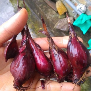 Sâm Đại Hành Khô Lá Ngọc Hỗ Trợ Sức Khỏe, Thanh Lọc Cơ Thể Gói 500g