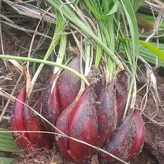 Sâm Đại Hành Khô Lá Ngọc Hỗ Trợ Sức Khỏe, Thanh Lọc Cơ Thể Gói 500g