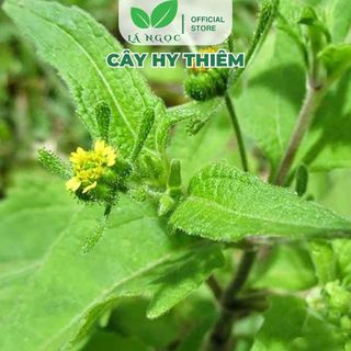 Cây Hy Thiêm Khô Lá Ngọc Hỗ Trợ Xương Khớp, Thanh Lọc Cơ Thể Gói 500g