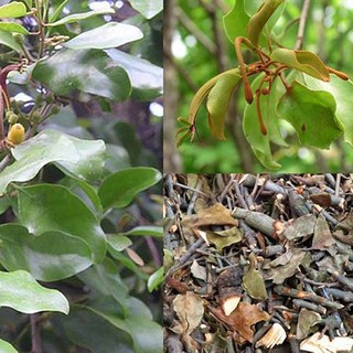 Tầm Gửi Gạo Khô Lá Ngọc Hỗ Trợ Xương Khớp, Thanh Lọc Cơ Thể Gói 500g