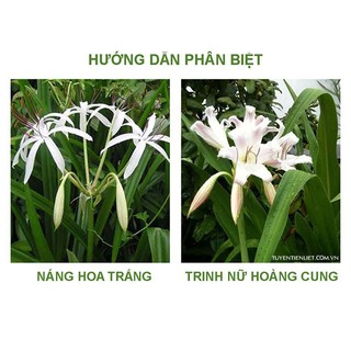 Náng Hoa Trắng Khô Thương Hiệu Lá Ngọc Hỗ Trợ Xương Khớp, Thanh Lọc Cơ Thể Gói 1kg