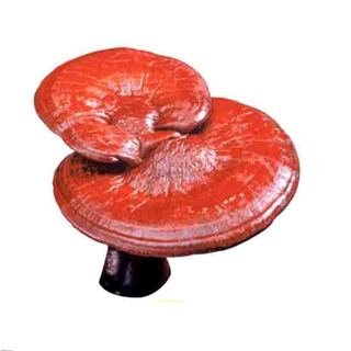 Nấm Linh Chi Khô Lá Ngọc Loại Thượng Hạng Gói 500g