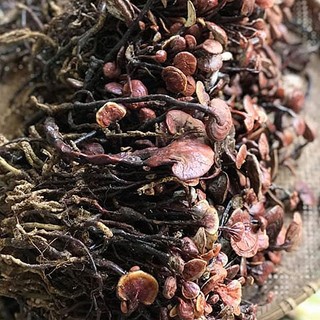 Nấm Linh Chi Khô Lá Ngọc Loại Thượng Hạng Gói 500g