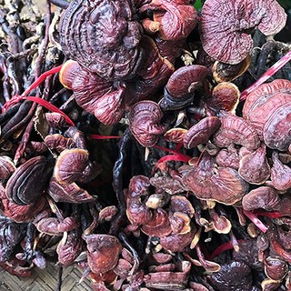 Nấm Linh Chi Khô Lá Ngọc Loại Thượng Hạng Gói 500g