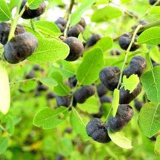 Cây Phèn Đen Khô Lá Ngọc Hỗ Trợ Thanh Lọc Cơ Thể Gói 500g