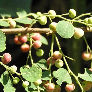Cây Phèn Đen Khô Lá Ngọc Hỗ Trợ Thanh Lọc Cơ Thể Gói 500g