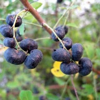 Cây Phèn Đen Khô Lá Ngọc Hỗ Trợ Thanh Lọc Cơ Thể Gói 500g