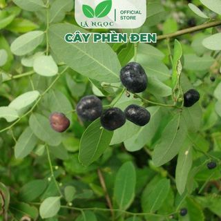 Cây Phèn Đen Khô Lá Ngọc Hỗ Trợ Thanh Lọc Cơ Thể Gói 500g