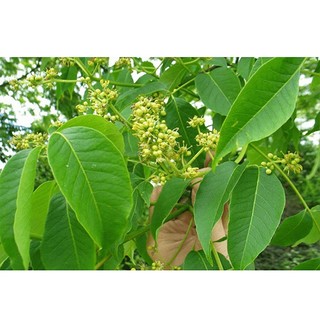 Hoàng Bá Khô Lá Ngọc Hỗ Trợ Thanh Nhiệt, Giải Độc, Bảo Vệ Gan Gói 1kg