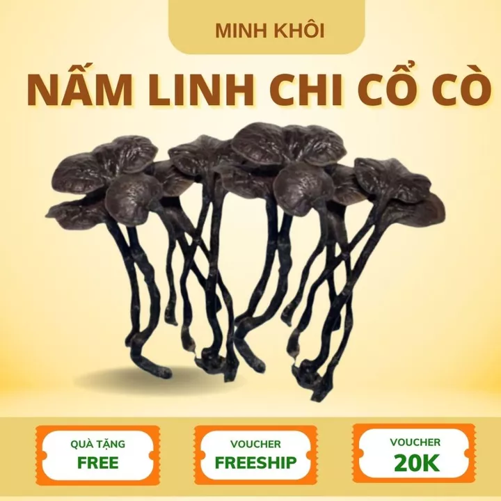 Nấm Lim Xanh, Nấm Linh Chi Cổ Cò Chuẩn rừng Tây Bắc, Nấm linh chi đỏ, linh chi sừng hươu