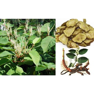 Cốt Khí Củ Lá Ngọc Hỗ Trợ Cải Thiện Sức Khỏe, Tăng Cường Khí Lực, Giảm Mệt Mỏi Gói 500g