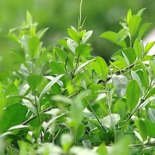 Dây Thìa Canh Khô Lá Ngọc Hỗ Trợ Cân Bằng Đường Huyết, Giảm Cân, Giải Nhiệt Gói 1kg