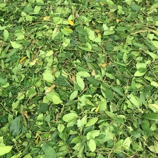 Dây Thìa Canh Khô Lá Ngọc Hỗ Trợ Cân Bằng Đường Huyết, Giảm Cân, Giải Nhiệt Gói 1kg