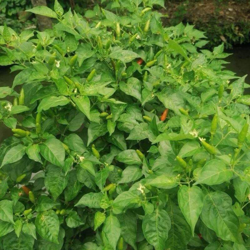 Cây giống ớt xiêm xanh ( Ớt hiểm ) - Chuẩn dòng Tây Nguyên - Cay nồng ...
