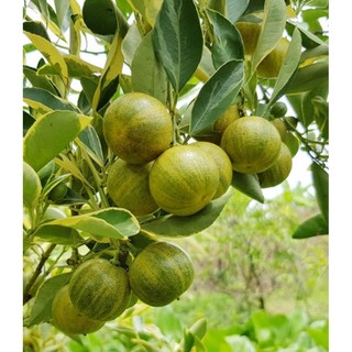 Bầu cây giống Tắc C.ẩm T.hạch ( Tắc Kim Cương)