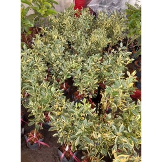 Bầu cây giống Tắc C.ẩm T.hạch ( Tắc Kim Cương)