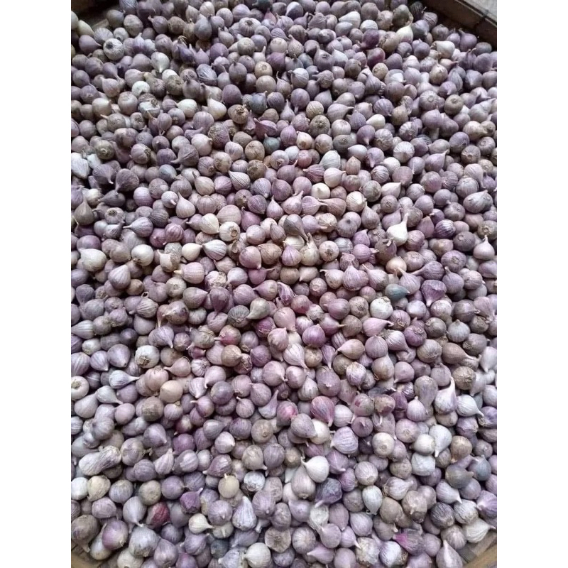 Tỏi cô đơn Yên Châu - Đặc sản Tây Bắc