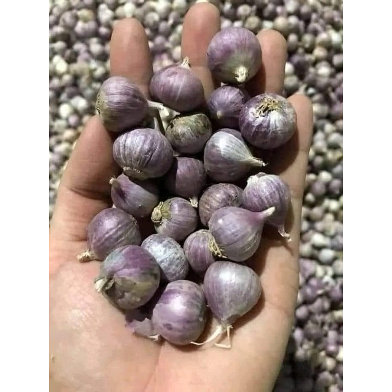 Tỏi cô đơn Yên Châu - Đặc sản Tây Bắc