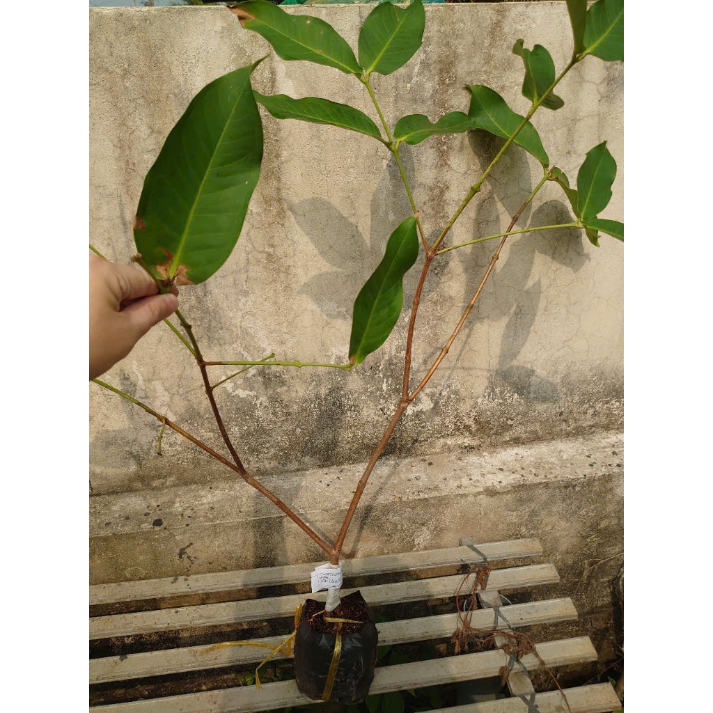 Cây mận mst ( cây mận hồng sóc trăng ) cây ăn quả có thể trồng chậu cho trái ngon ngọt như đường