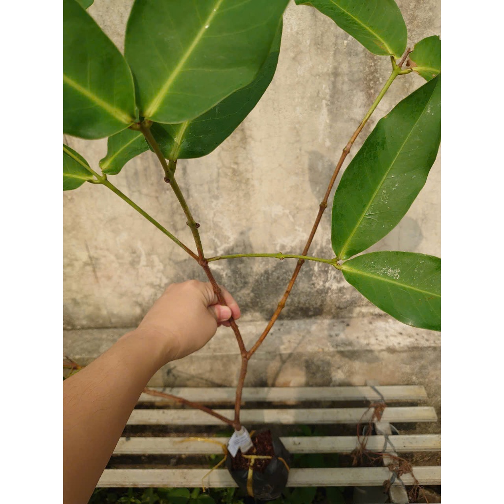 Cây mận mst ( cây mận hồng sóc trăng ) cây ăn quả có thể trồng chậu cho trái ngon ngọt như đường
