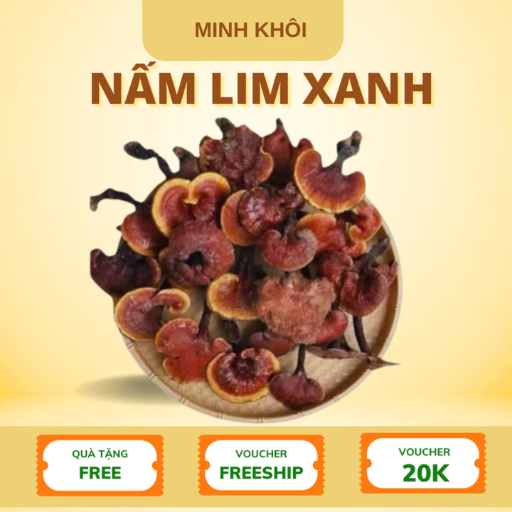 Nấm Lim Xanh Tây Bắc, Nấm linh chi, nấm cổ cò hàng chuẩn, hỗ trợ ung thư, viêm gan, u sơ ga